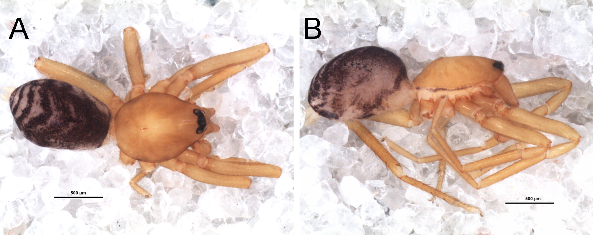 Científicos bautizan nueva especie de araña en honor a Violeta Parra