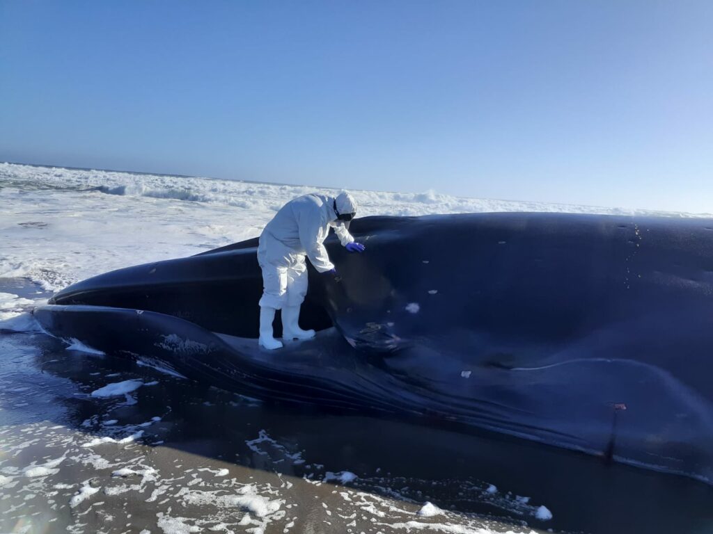 Amplio despliegue por varamiento de ballena fin en Huentelauquén
