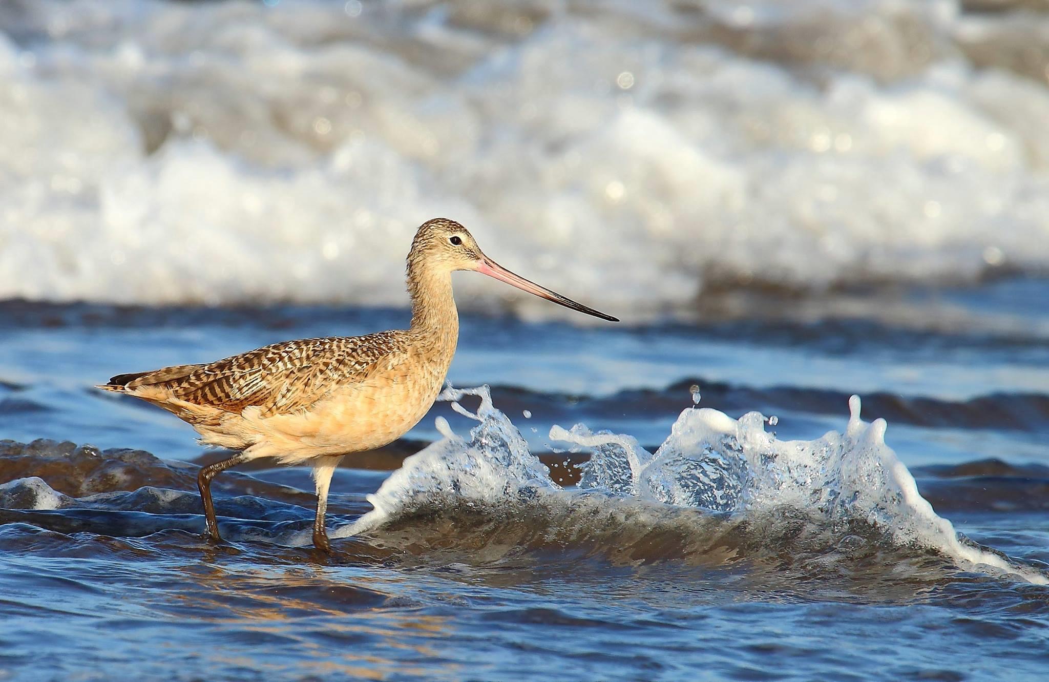 La Serena: Refuerzan campaña para el cuidado de aves playeras