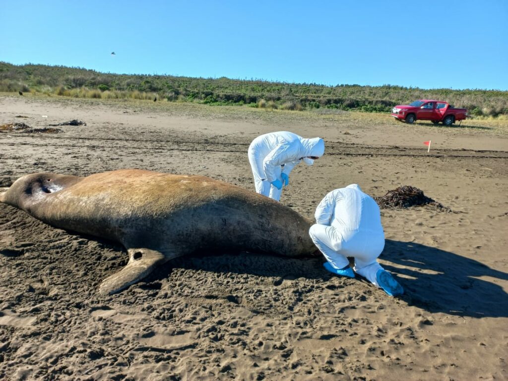 Siguen al alza los animales marinos muertos por influenza aviar