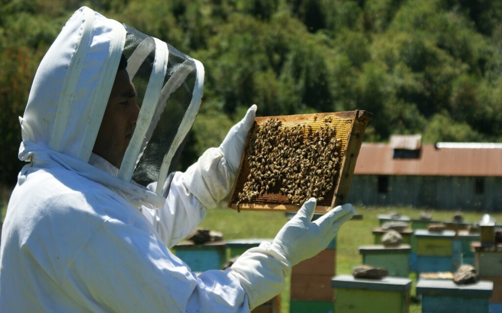 SAG inicia procedimiento sancionatorio y refuerza fiscalizaciones tras muerte masiva de abejas en Monte Patria