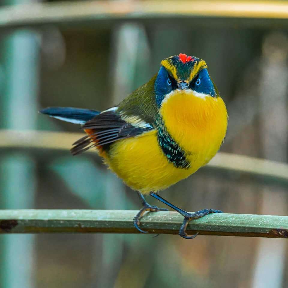 Siete colores y su impacto positivo en valorar el medio ambiente