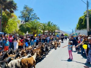Hermosa "Fiesta de la Trashumancia" en las calles de Illapel