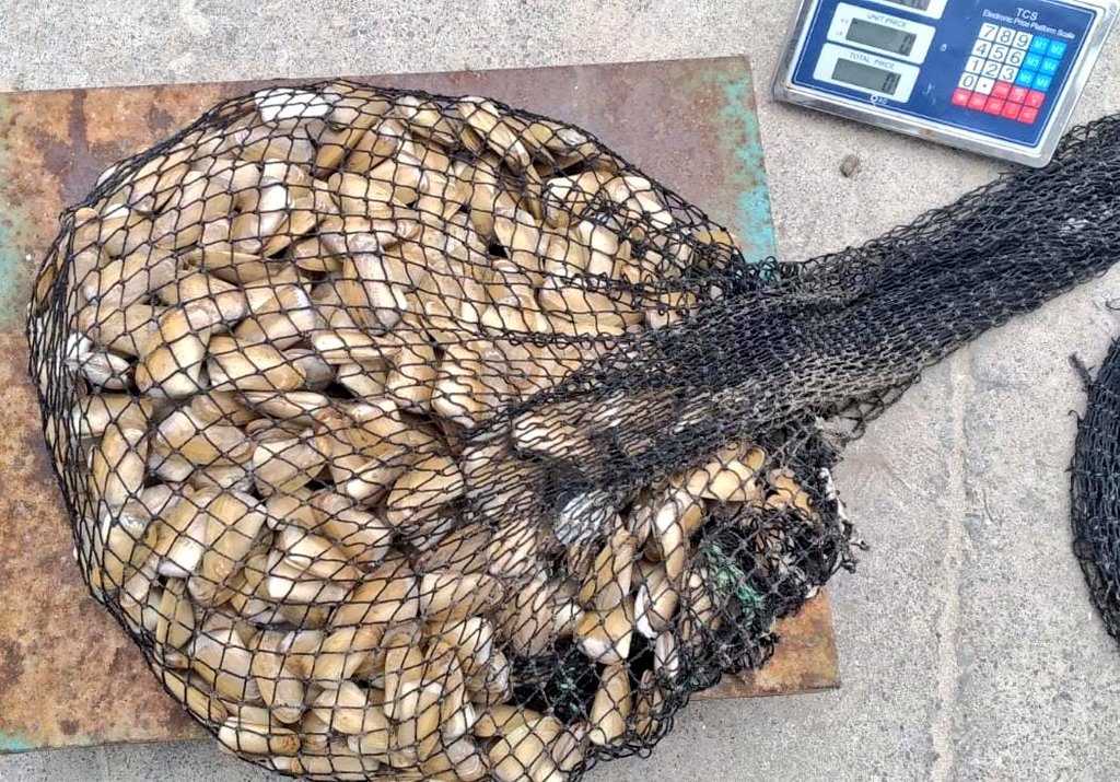 Un detenido por extracción ilegal de machas en el sector de Peñuelas