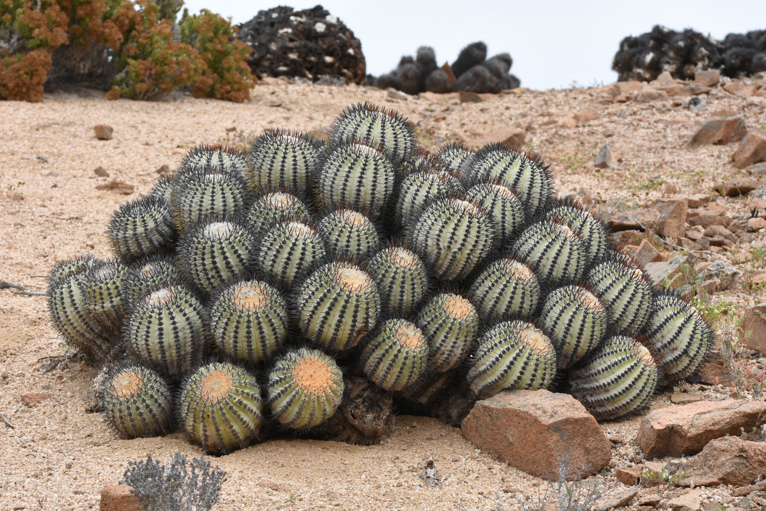Investigador de Chester Zoo visita Vicuña para conocer trabajos sobre Copiapoa