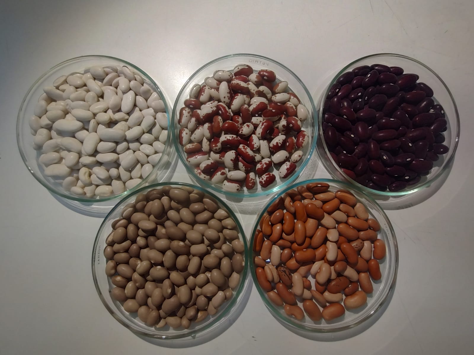Con semillas buscan restituir variedades tradicionales para favorecer una agricultura más resiliente y una alimentación más nutritiva