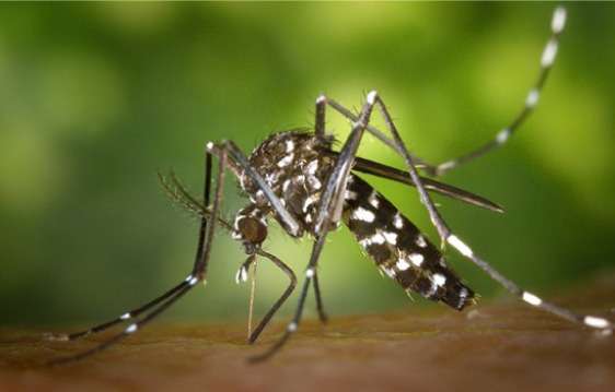 Autoridad Sanitaria confirma 3 casos positivos de Dengue importado