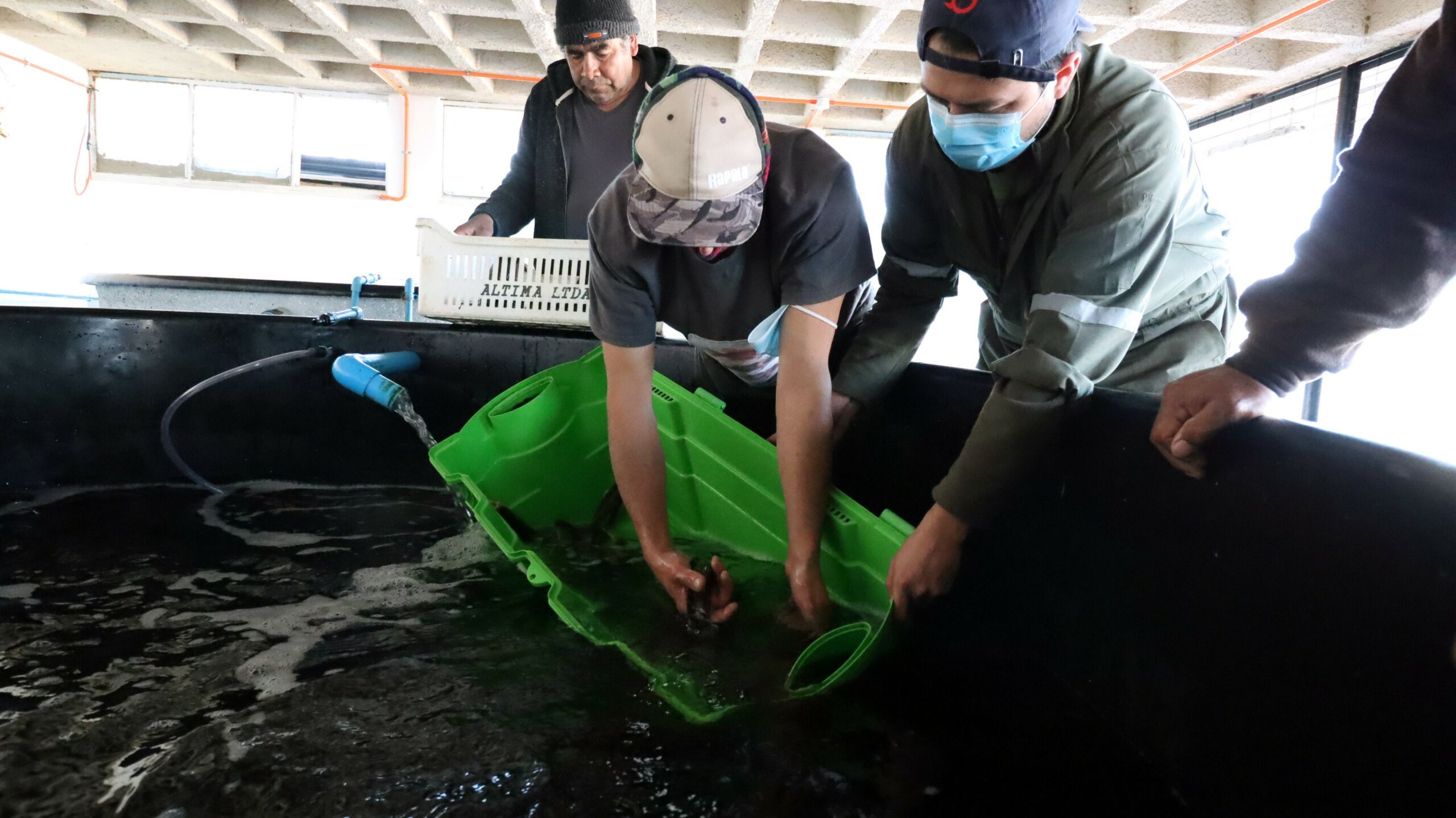 Así marcha el innovador proyecto de acuicultura que busca asegurar la presencia del congrio colorado en Los Vilos