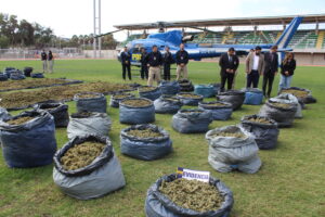 Mil 660 kilos de marihuana mantenia banda criminal en Ovalle