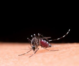 Síntomas y cuidados a tener en cuenta frente a la presencia del dengue