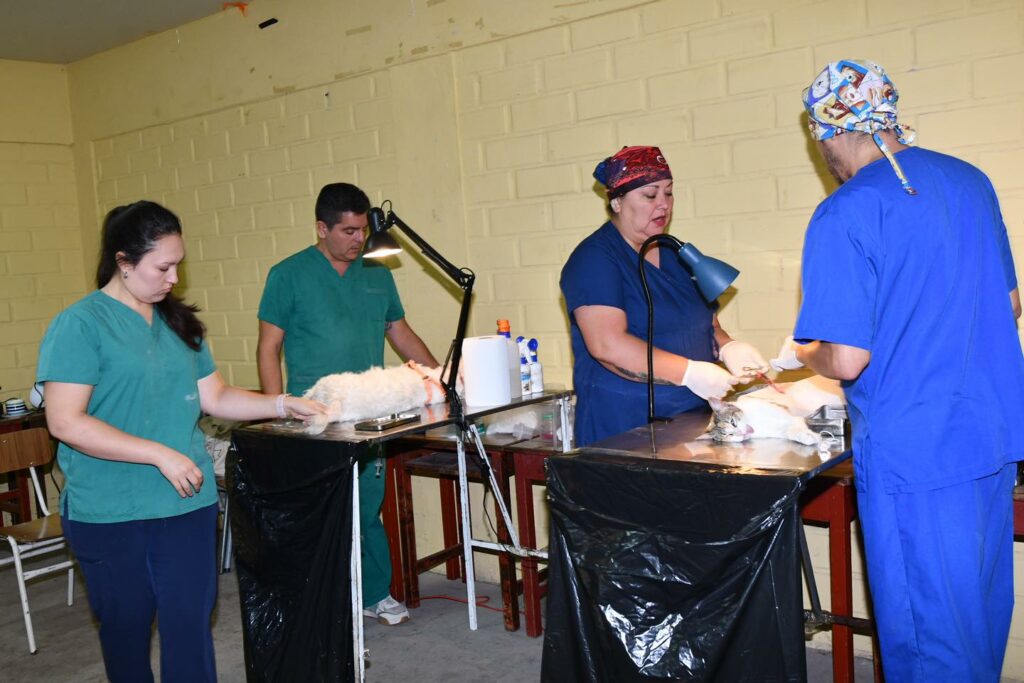 Finaliza con éxito proyecto de 2 mil esterilizaciones de mascotas en La Serena