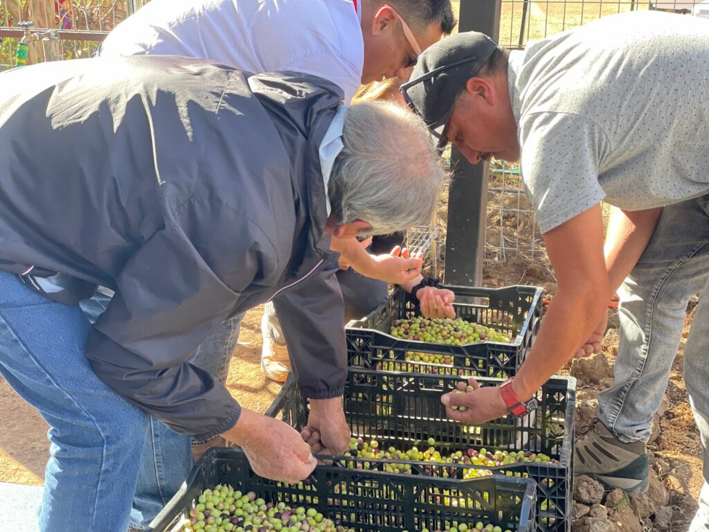 Desde el Valle del Quilimarí, buscan producir aceite de oliva con baja huella de carbono