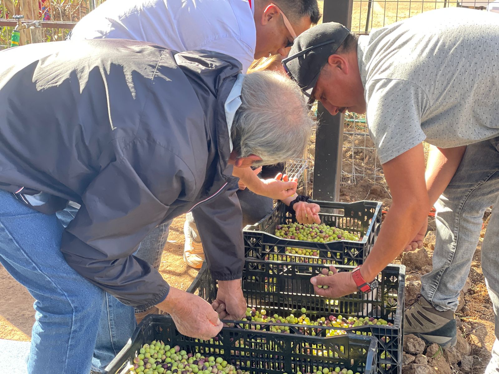 Desde el Valle del Quilimarí, buscan producir aceite de oliva con baja huella de carbono