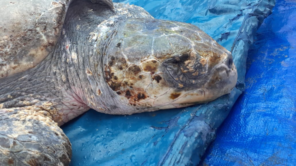 Trasladan tortuga olivácea que varó en Guanaqueros a su rehabilitación en Rancagua