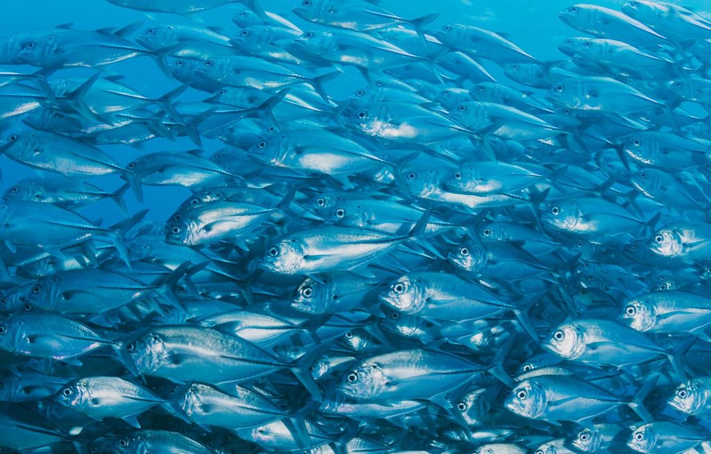 Investigadores revelan cómo era la biodiversidad marina de peces óseos hace millones de años