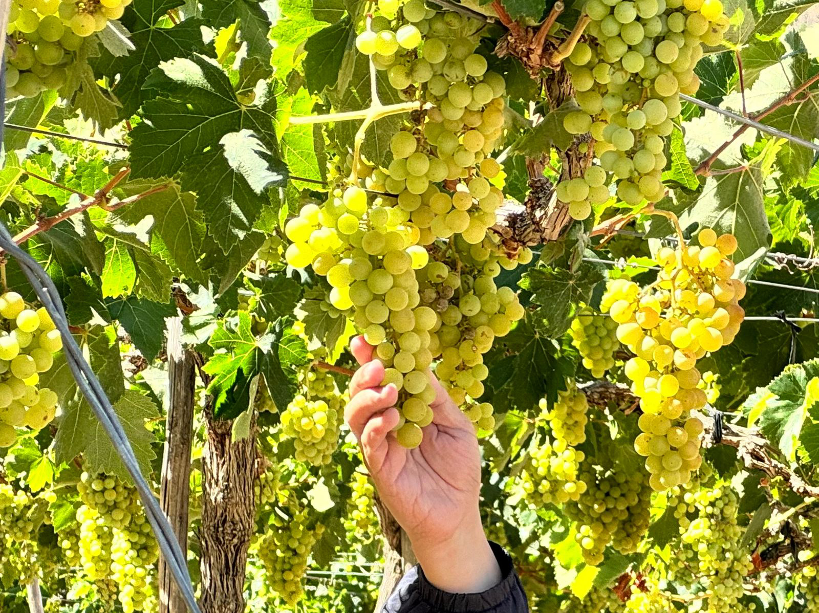 El pisco chileno avanza hacia el reconocimiento mundial: se aprueba su inclusión en la Lista Tentativa de UNESCO
