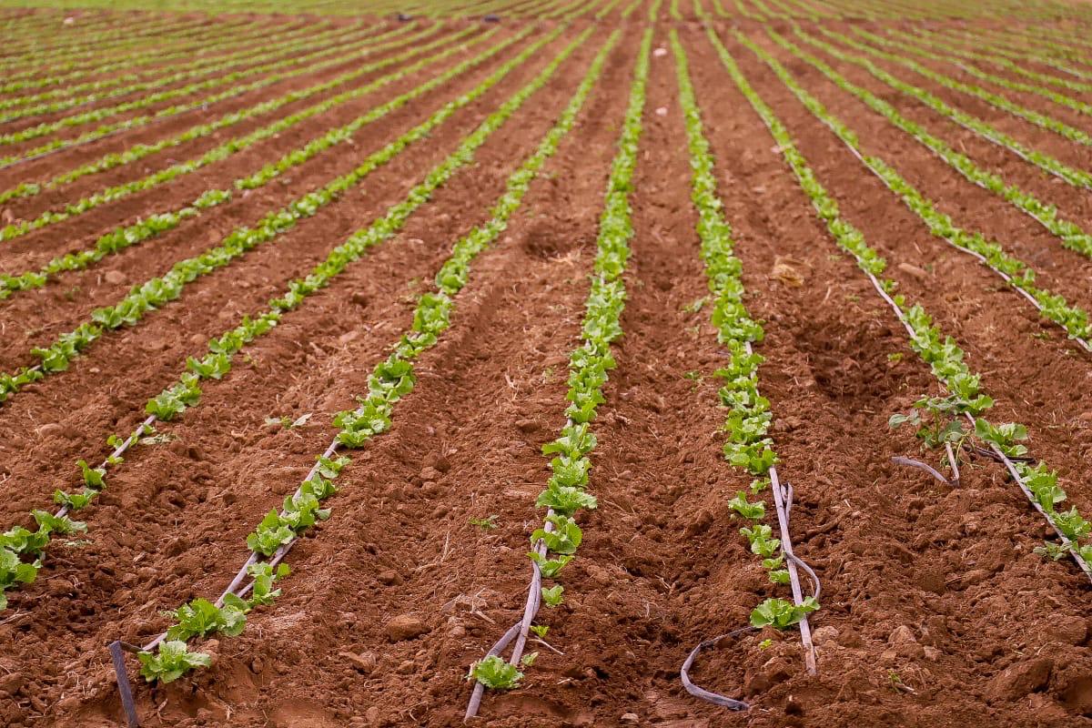 Ponen énfasis en iniciativas que potencien la eficiencia del agua y la transferencia a una agricultura sustentable