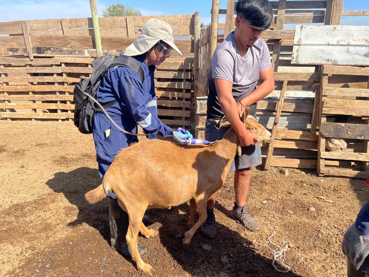 Inédito programa de desparasitación para ganado caprino en la provincia de Elqui