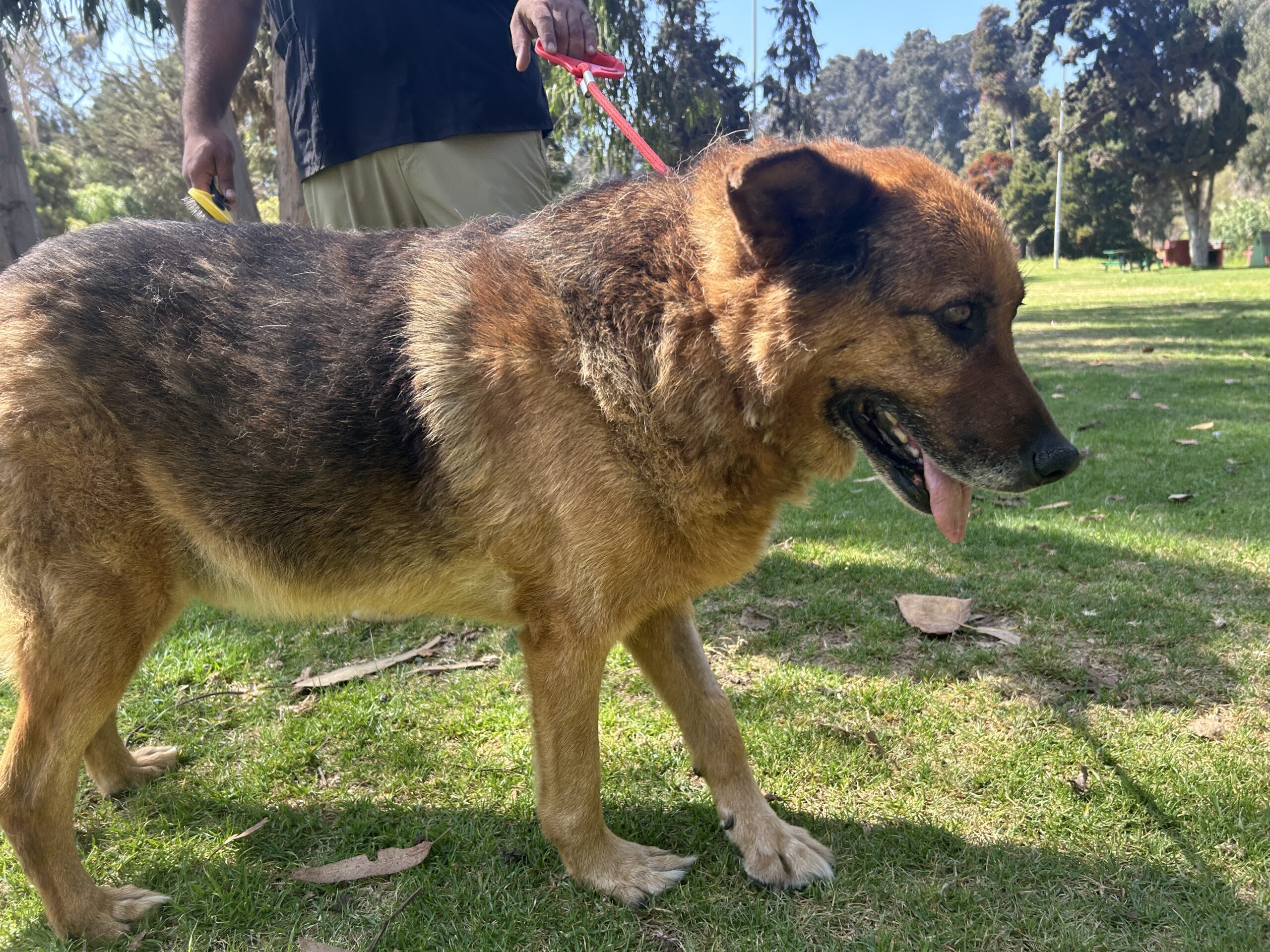 Goliat: El perro herido que sólo busca un hogar donde sentir amor y protección