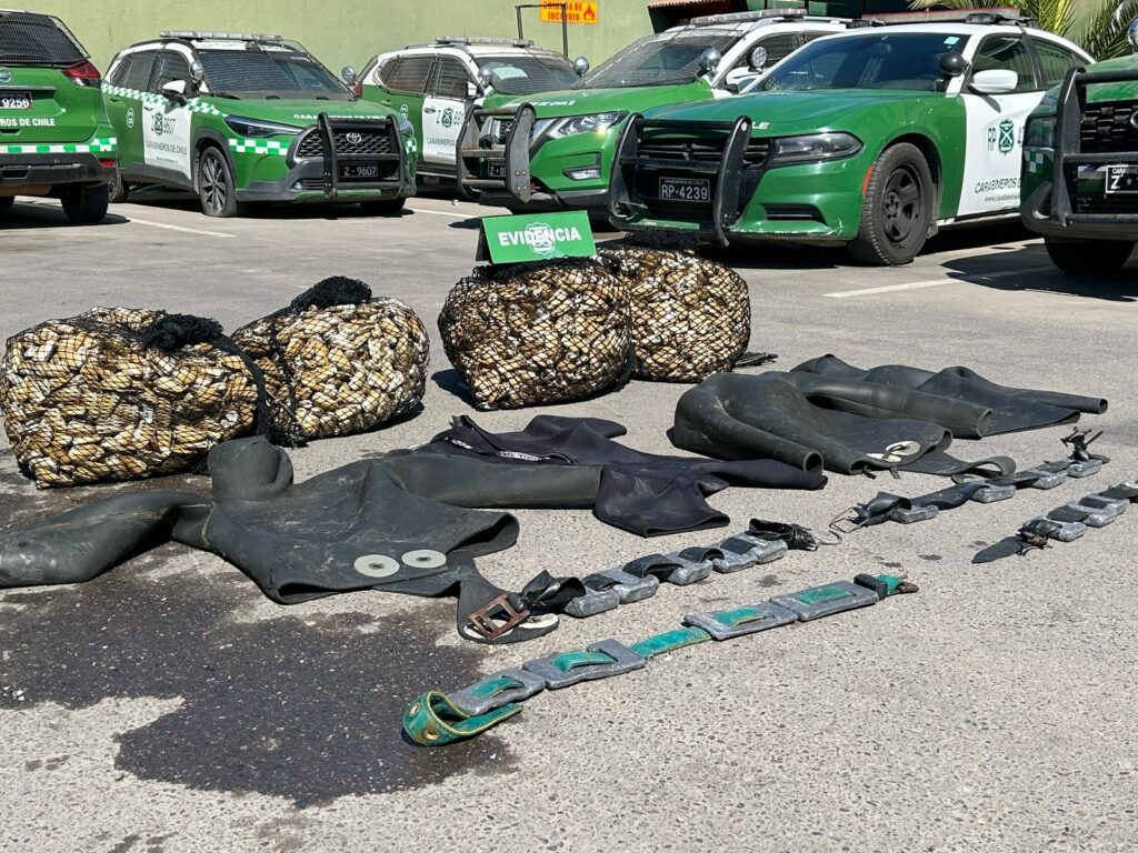 Carabineros desbarata banda dedicada al robo de machas: transportaban casi 250 kilos del molusco
