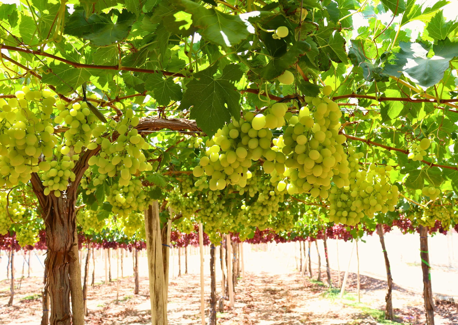 Brasil se perfila como una gran oportunidad para la fruta de la Región de Coquimbo