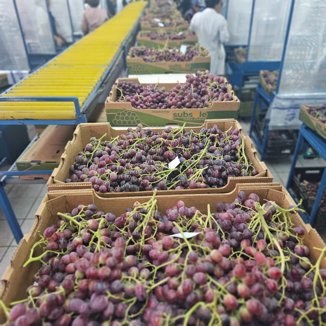 Histórico envío de uvas orgánicas a Estados Unidos marca un hito en la fruticultura sustentable regional
