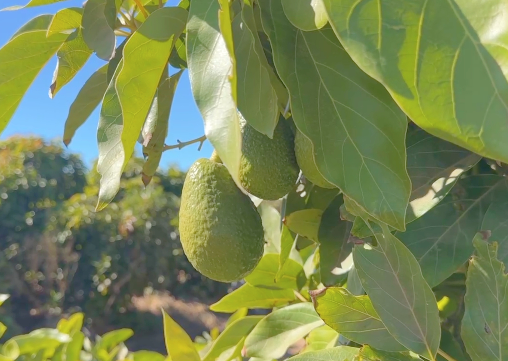 La crisis de la palta peruana revela la importancia de la producción sustentable de frutas en la región
