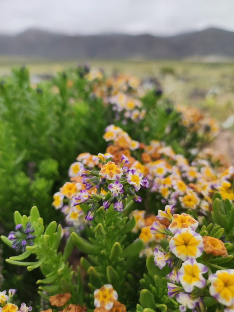El desierto que florece con especies endémicas: un tesoro efímero y único que ocurre en Chile