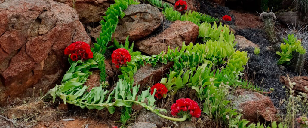 Especialista detalla cómo las plantas del Desierto Florido desarrollaron mecanismos de supervivencia hace millones de años