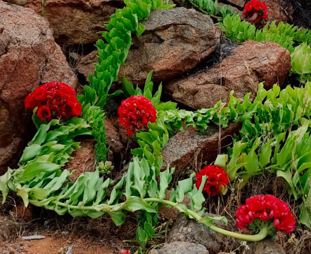 Especialista detalla cómo las plantas del Desierto Florido desarrollaron mecanismos de supervivencia hace millones de años