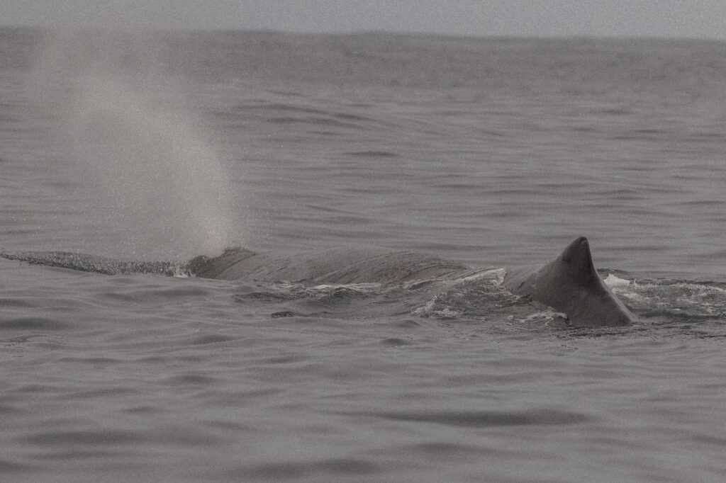Científicos registran presencia de cachalotes en el archipiélago de Humboldt