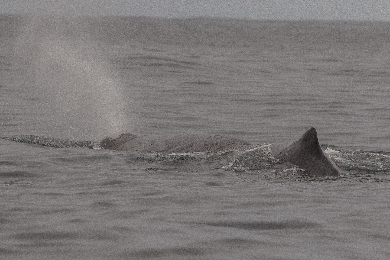 Científicos registran presencia de cachalotes en el archipiélago de Humboldt