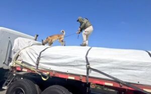 OS7 protagonizó multimillonario decomiso carretero: casi dos toneladas de droga fuera de circulación