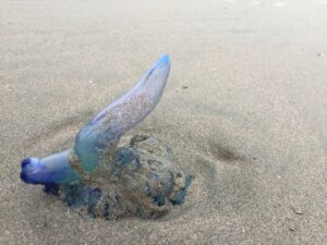 Coquimbo: Decretan prohibición de baño en playa de Puerto Velero por presencia de Fragata Portuguesa