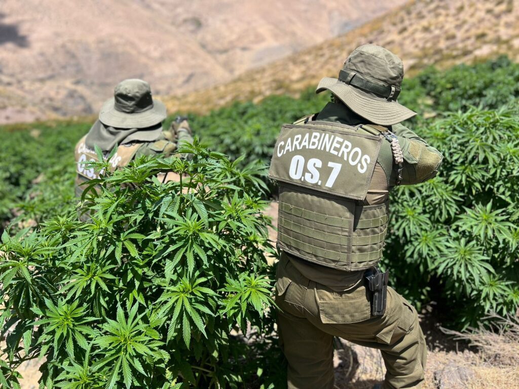 Histórico decomiso de drogas en Monte Patria y dos organizaciones criminales desarticuladas