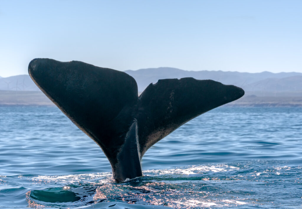 Avistamientos de cachalotes en Isla Chañaral despiertan interés científico y turístico
