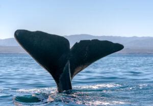Avistamientos de cachalotes en Isla Chañaral despiertan interés científico y turístico