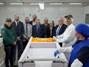 Dan inicio en Coquimbo a la temporada de exportaciones de cítricos a Estados Unidos