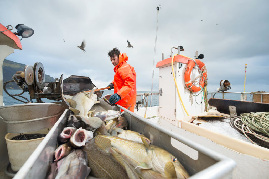 Aguas más cálidas y menos alimento: Los efectos que podría tener El Niño en la pesca chilena