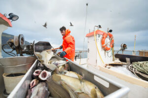 Aguas más cálidas y menos alimento: Los efectos que podría tener El Niño en la pesca chilena
