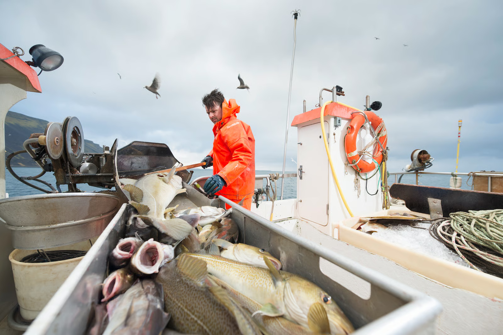 Aguas más cálidas y menos alimento: Los efectos que podría tener El Niño en la pesca chilena