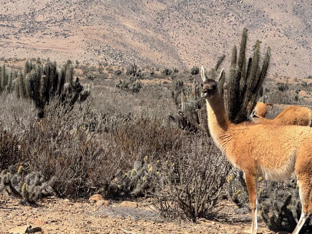 En La Higuera: Lanzan Mesa Sectorial de Turismo del Programa Territorial Integrado de Corfo
