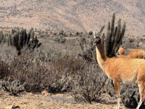 En La Higuera: Lanzan Mesa Sectorial de Turismo del Programa Territorial Integrado de Corfo