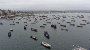 Revelan que el hierro puede aumentar la producción de toxinas en microalgas presentes en la bahía de Tongoy