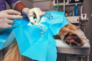 Vicuña realizará mil esterilizaciones gratuitas de mascotas gracias a proyecto financiado por Subdere